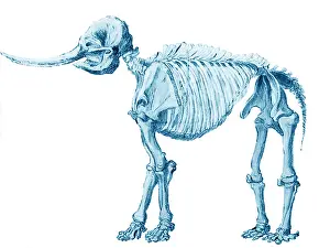 Mastodon: Mastodon Skeleton