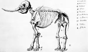 Peale: Mastodon Skeleton Drawing