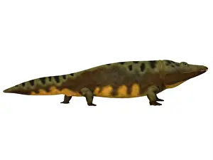 Temnospondyli: Mastodonsaurus amphibian, side view