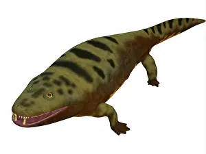 Temnospondyli: Mastodonsaurus amphibian on white background