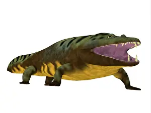 Ugliness: Mastodonsaurus amphibian on white background