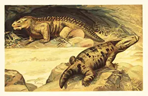 Mastodonsaurus: Mastodonsaurus and Pareiasaurus