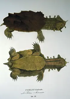 Fimbriata: The mata mata Turtle
