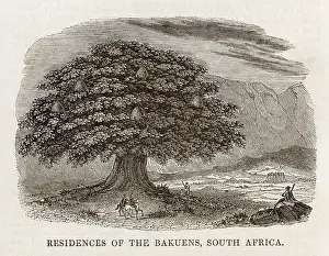 Capable: MATABELE TREE-HOUSES
