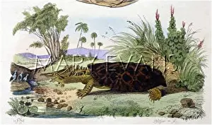 Fimbriata: MATAMATA TORTOISE/FRIES