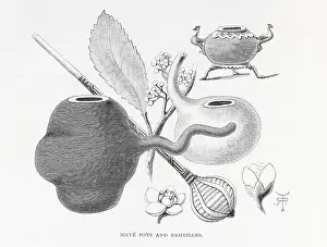 Mate: Mate pots and bambillio illustration