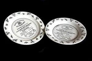 Wasps: Mather's fly paper plate