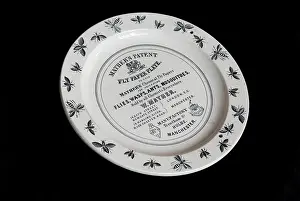 Wasps: Mather's fly paper plate