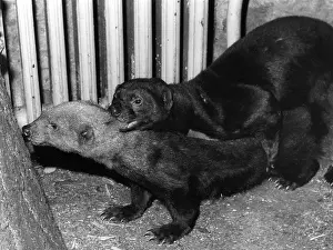 Taras: MATING TARAS