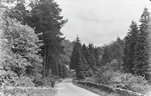 Conifers: Matlock. In the Via Gellia