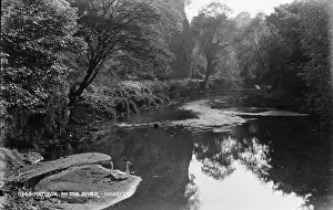 Swans: Matlock on the River