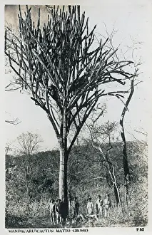 Matto: Mato Grosso - Giant Cactus