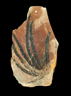 Pteridophyta: Matonidium goeperti