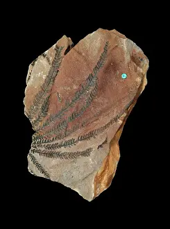 Pteridophyta: Matonidium goeperti