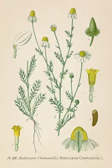 Chamomile: MATRICARIA CHAMOMILLA