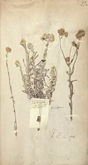 Chrysanthemum: Matricaria chusan, upas tree