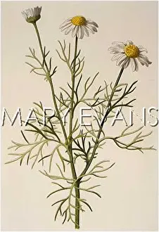 Matricaria: MATRICARIA INODORA