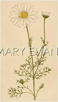 Matricaria: MATRICARIA INODORA