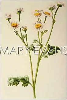 Matricaria: MATRICARIA PARTHENIUM
