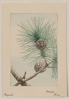 Needles: Matsu pine