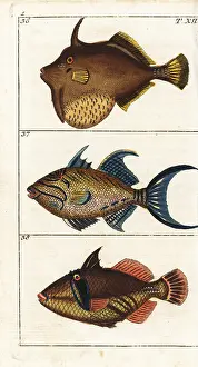 Balistes: Matted filefish, queen triggerfish and white