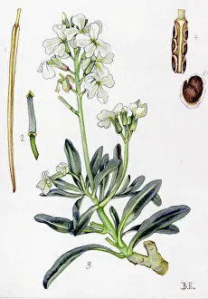 Incana: Matthiola incana