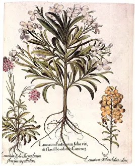 Basilius: Matthiola incana, Erysimum cheiranthoides, Matthiola tristis