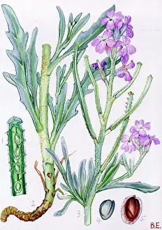 Matthiola: Matthiola sinuata