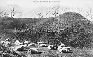 Ampitheatre: MAUMBURY RINGS