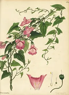 Volume 1: Maurandya scandens