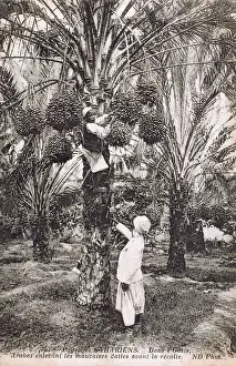 Mauritania: Mauritania, Africa - Arabs remove bad dates from date palms