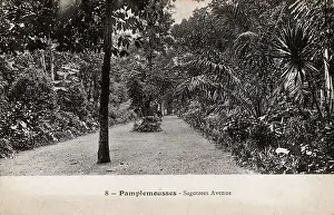 Sago: Mauritius - Pamplemousses - Sagotrees Avenue