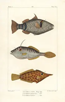 Hispidus: Mauritius triggerfish, unicorn leatherjacket