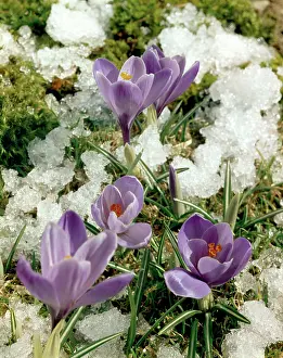 Crocus: Mauve crocuses and melting snow