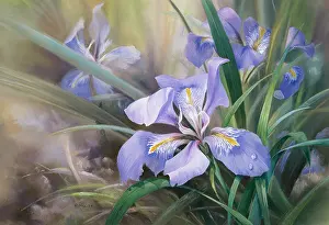 Mullen: Mauve Iris