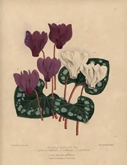 Cyclamen: Mauve Purpureum, white Snowflake, and deep
