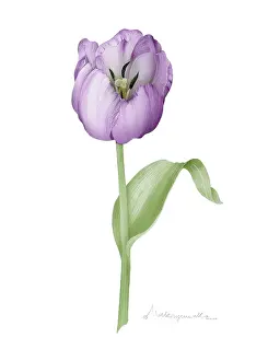 Makroushenka: Mauve Tulip