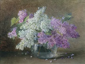 Hastie: Mauve and White Lilac