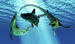 Surrounding: A Mawsonia fish is caught between two Tylosaurus