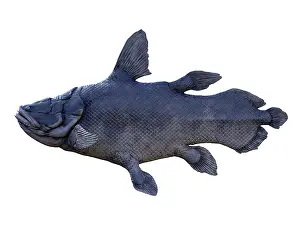 Ugliness: Mawsonia prehistoric fish, side view on white background