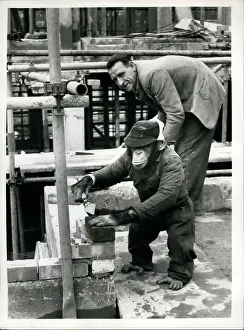 Bricklayer: Maxie, the bricklaying chimpanzee