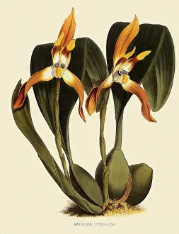 Nugent: Maxillaria Luteoalba