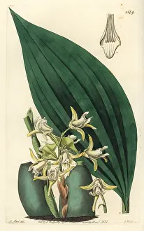 Maxillaria: Maxillaria palmifolia orchid