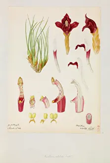 Unfinished: Maxillaria subulata