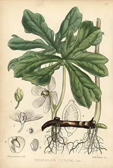 Mandrake: May apple, mandrake or wild lemon, Podophyllum peltatum