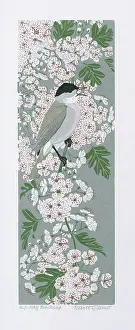 Linocut: May Blackcap on blossom