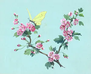 Orton: May Blossom with a yellow butterfly