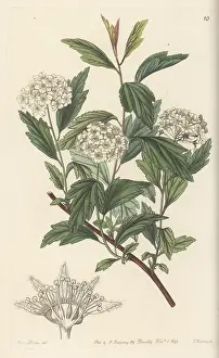 John Lindley: May bush, Spiraea cantoniensis