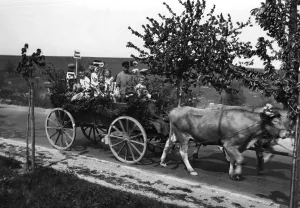 Oxen: May Day celebrations in Eisenach in 1934