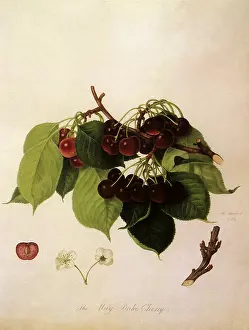 Linnaeus: May Duke Cherries